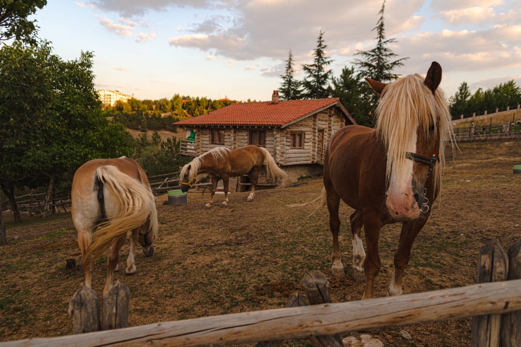 “horse feeding grass hay USA farm”