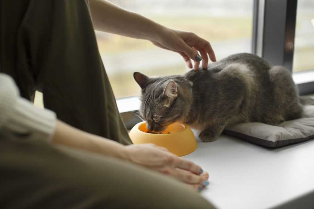 “elderly cat with healthy diet on table”