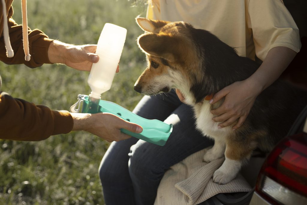 dog first aid kit at home