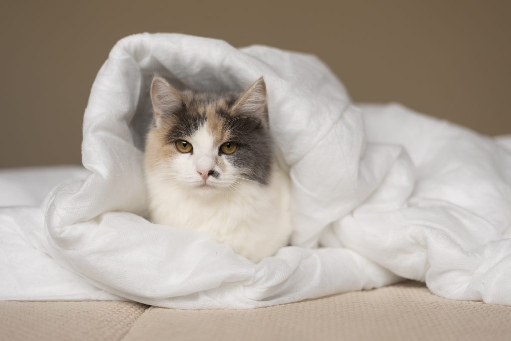 “cat hiding under blanket with soft light”