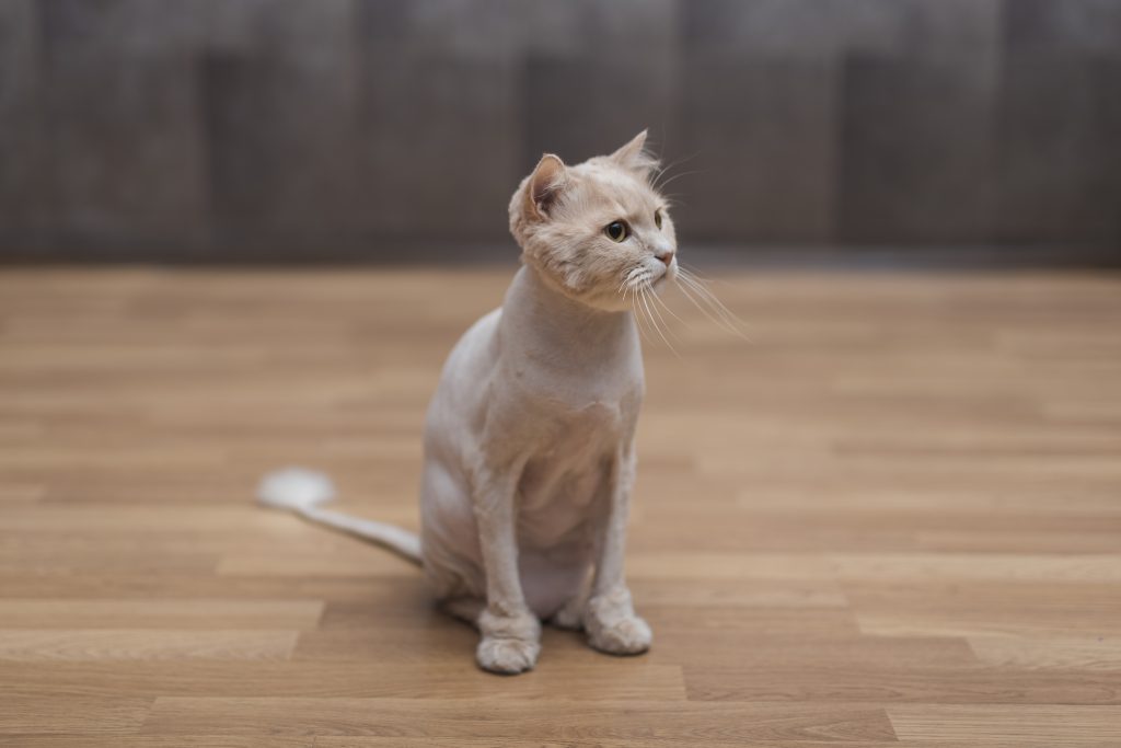 “overweight cat sitting near scale”