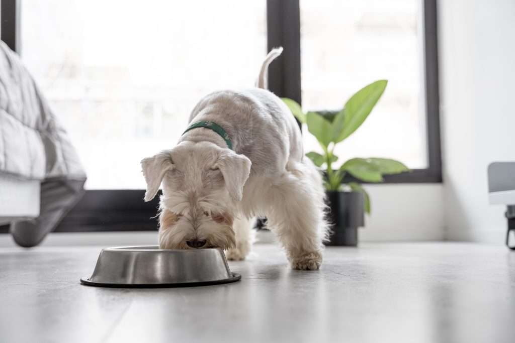 “happy old dog sitting near food dish at home”