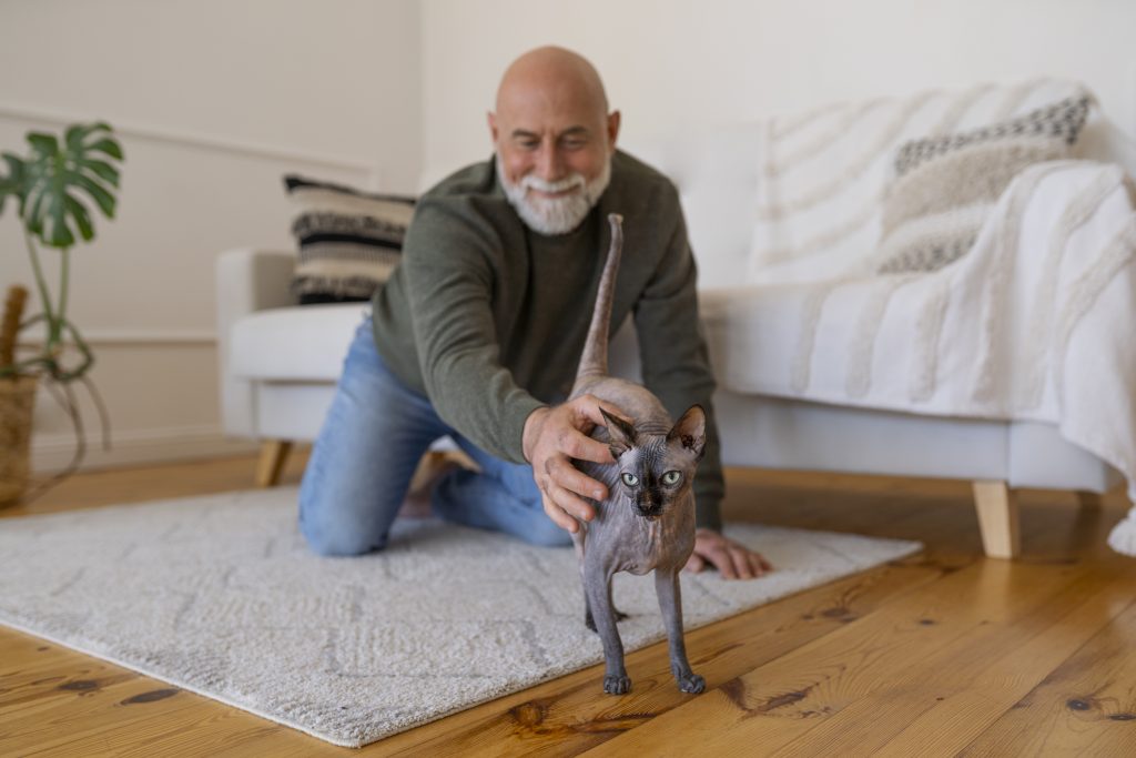 “older cat exercising with toy at home”