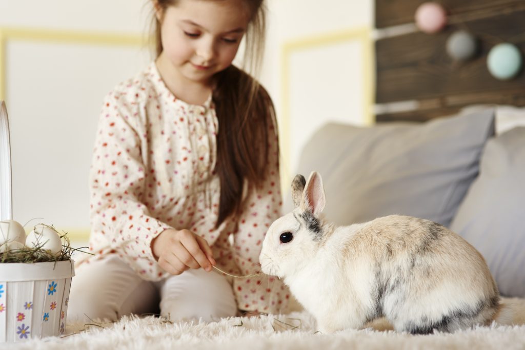 “senior rabbit playing indoors”