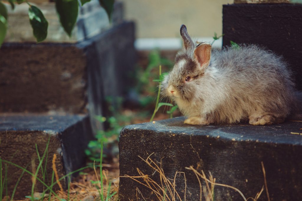 calm indoor rabbit in cozy hideaway