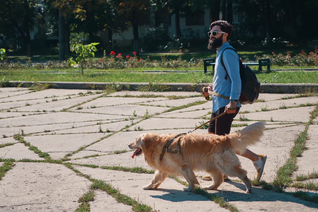 “senior dog walking with owner in park”