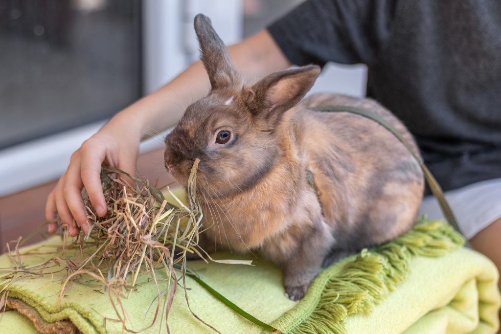 “senior rabbit eating hay”