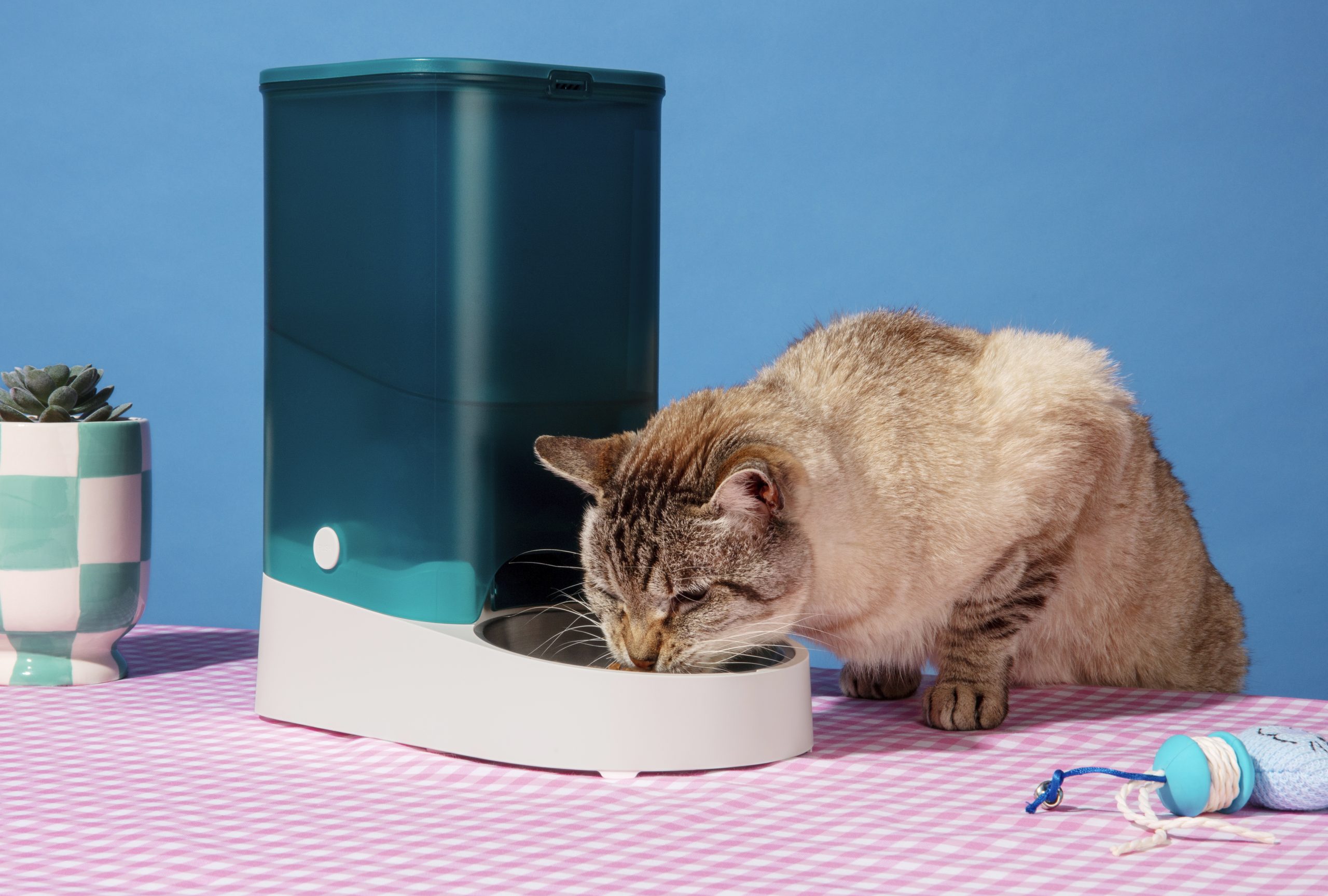 Cat eating from labeled food container