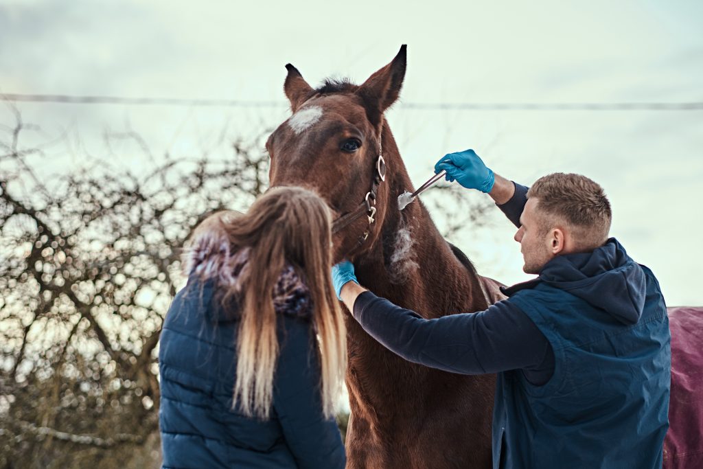horse dental floating procedure