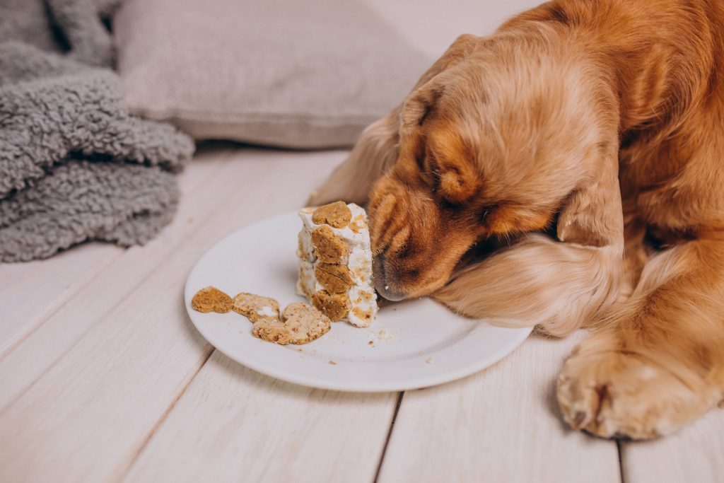Wet Food Benefits for Aging Dogs